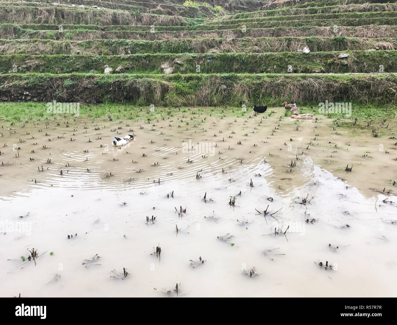 Ducks Clean Rice Paddy China rice field duck hi-res stock photography and images - Alamy