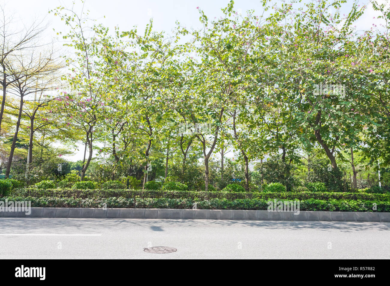 street and green trees of Zhujiang park in spring Stock Photo - Alamy