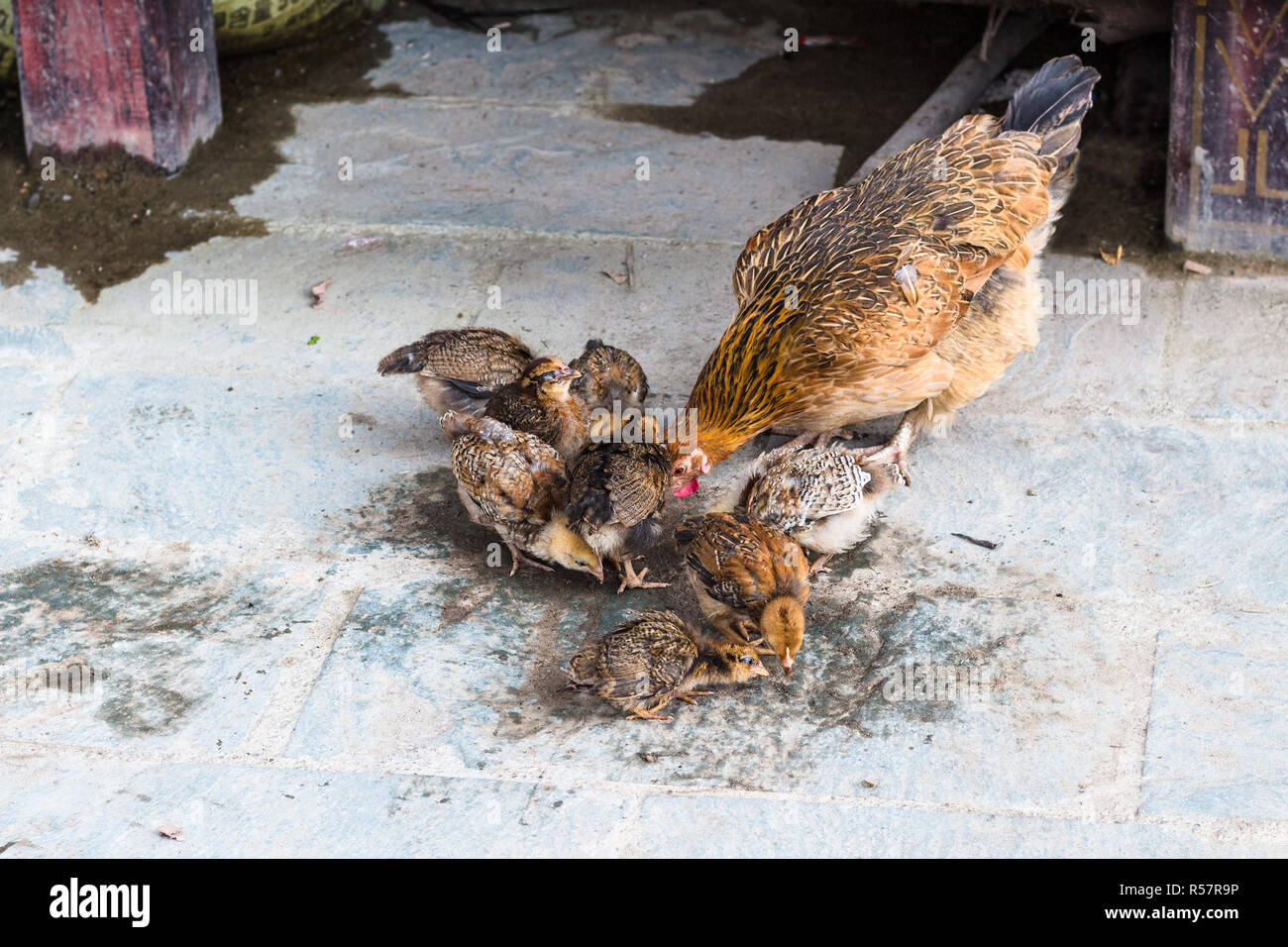 hen with chicks pecking grains on street Stock Photo