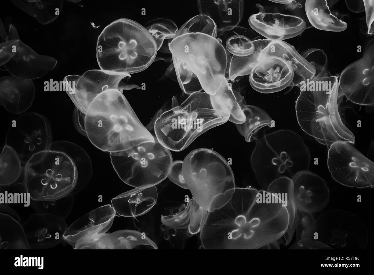 Jelly Fish in Water Stock Photo