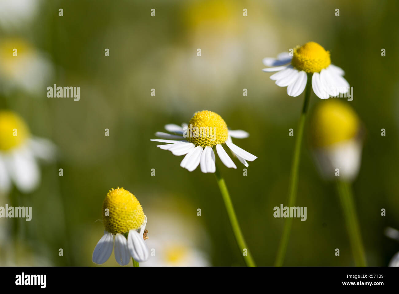 Beautiful blooming medical chamomiles in sun flare. Alternative medicine Spring Daisy. Summer flowers. Beautiful meadow. flowers background Stock Photo