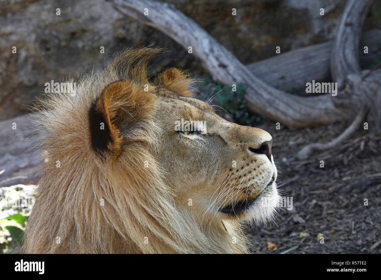Side profile young lion hi-res stock photography and images - Alamy