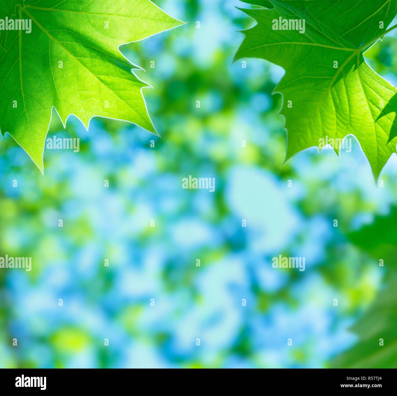 Green leaves background Stock Photo - Alamy