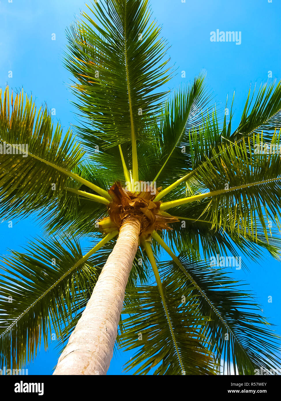 Coconut palm tree over bright blue sky Stock Photo - Alamy