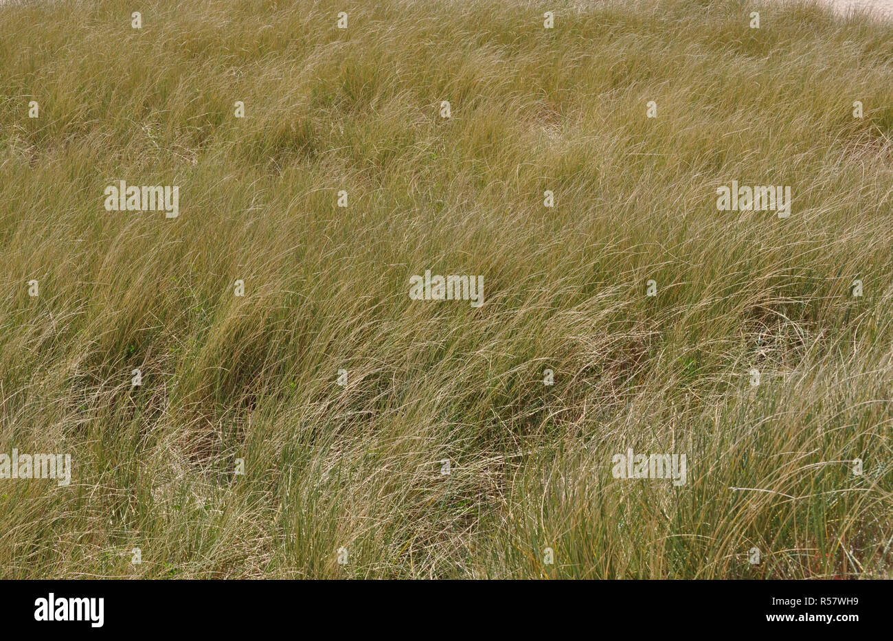 dune landscape with long grasses and other vegetation Stock Photo