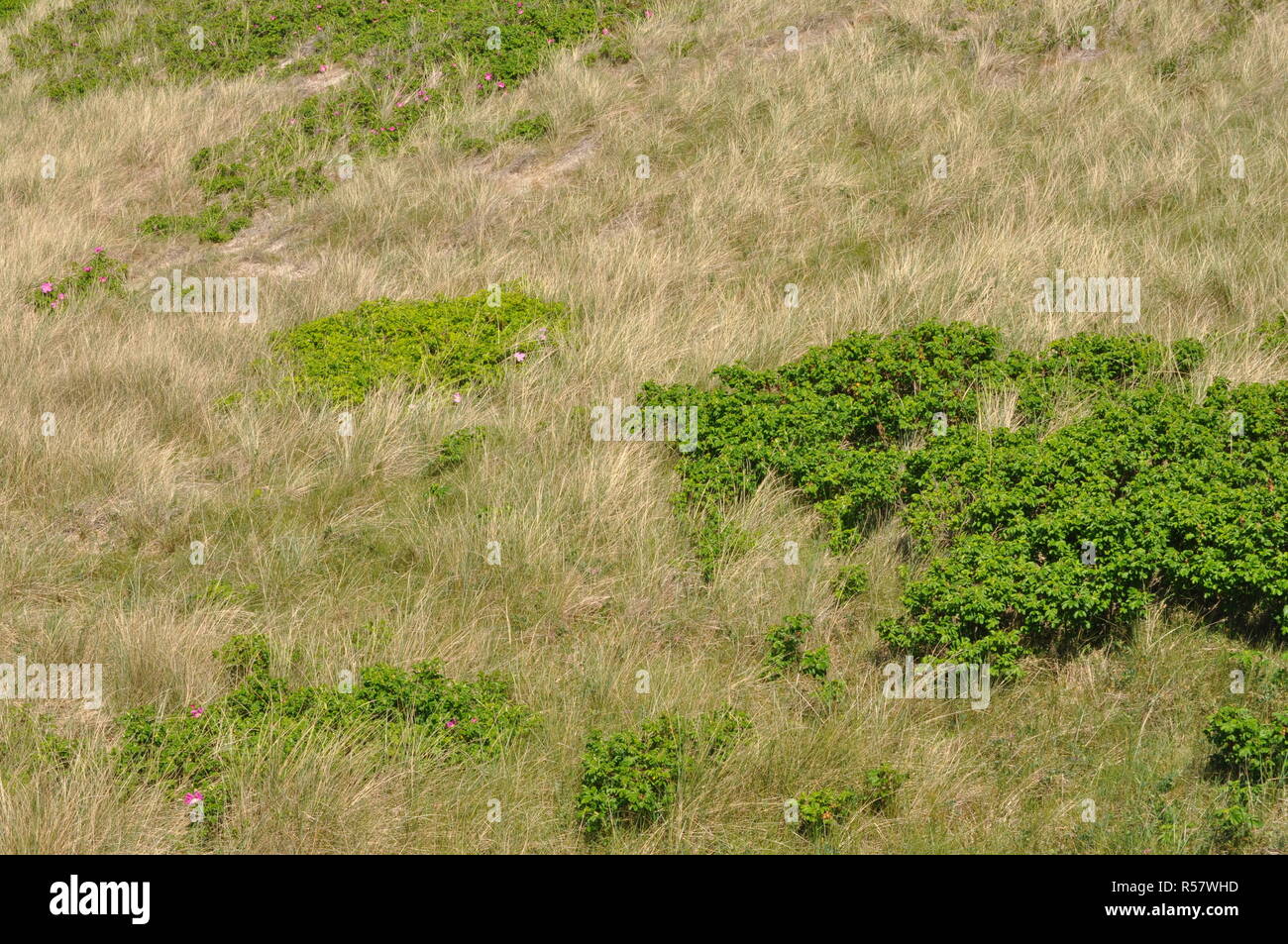 dune landscape with long grasses and other vegetation Stock Photo