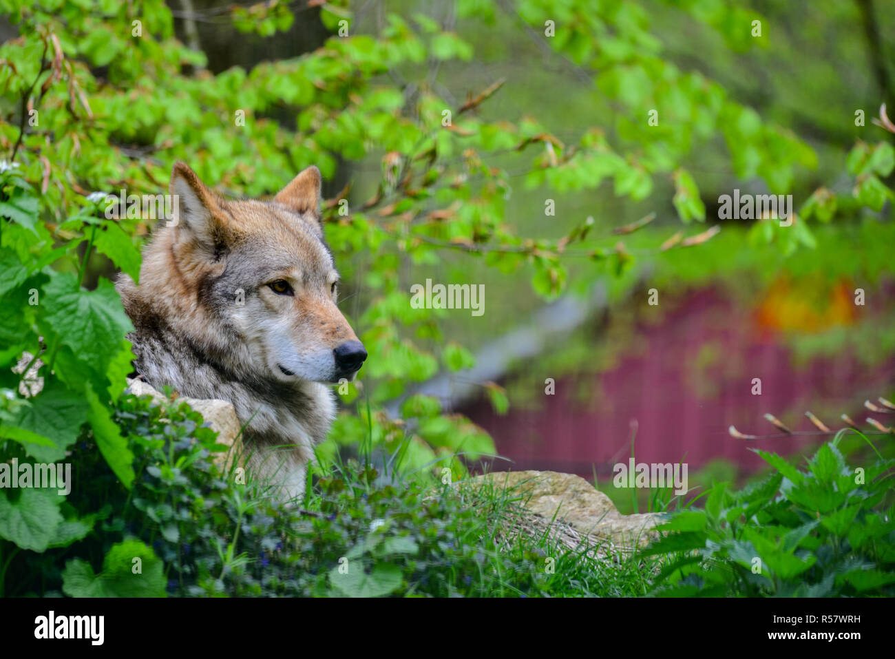 the wolf Stock Photo
