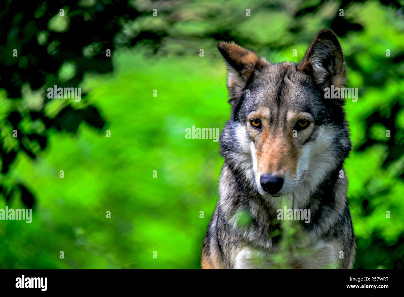 the wolf Stock Photo