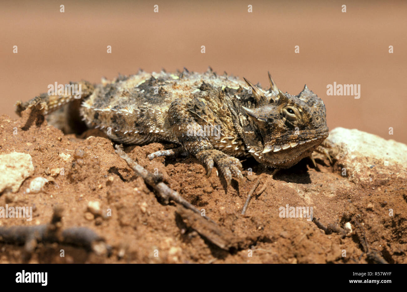 The thorny devil (Moloch horridus) is an Australian lizard, also known