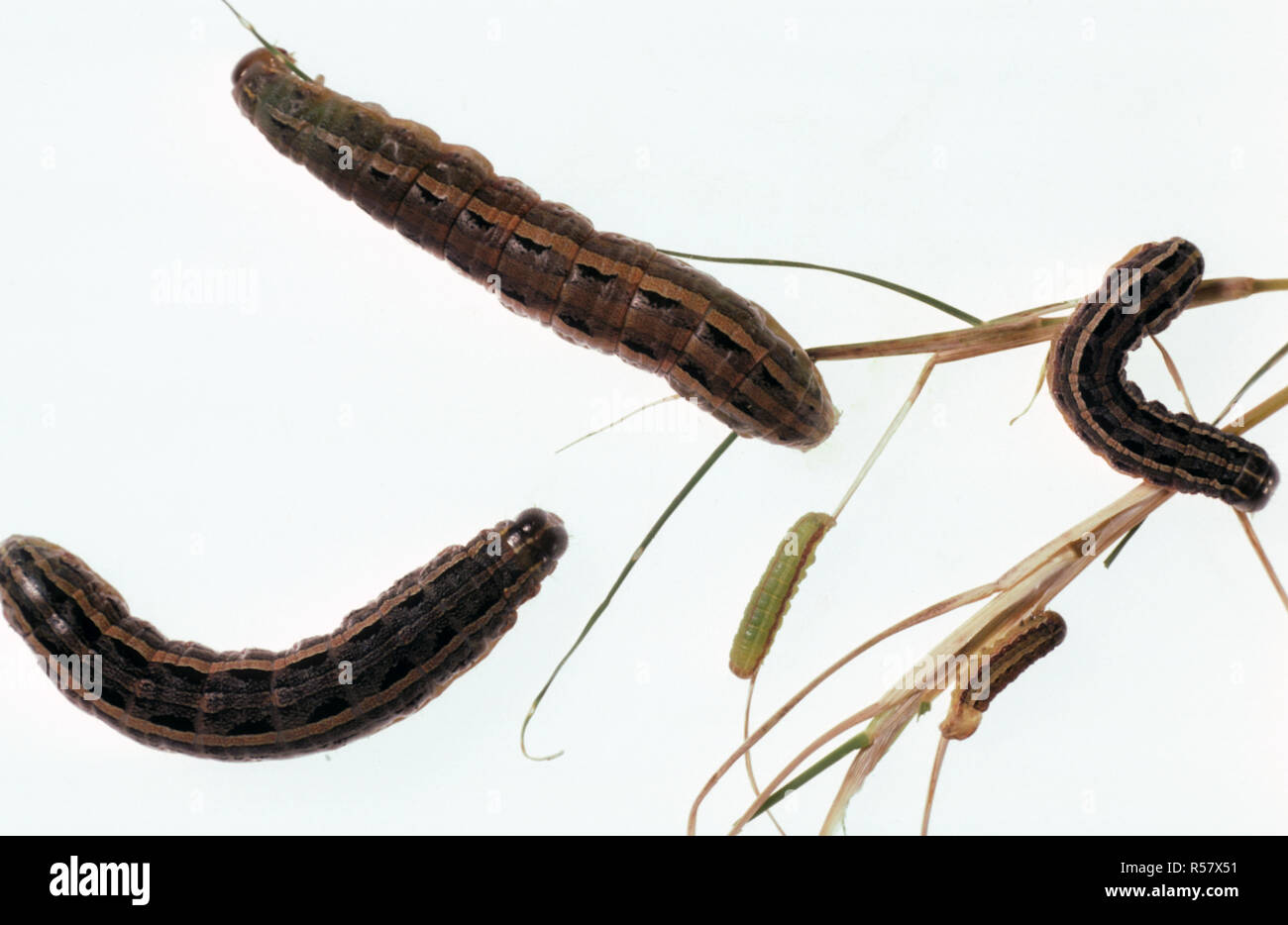 LAWN ARMY WORMS (Spodoptera mauritia) FEED ON VARIOUS GRASSES AND ARE CONSIDERED A MAJOR AGRICULTURAL PLANT PEST Stock Photo