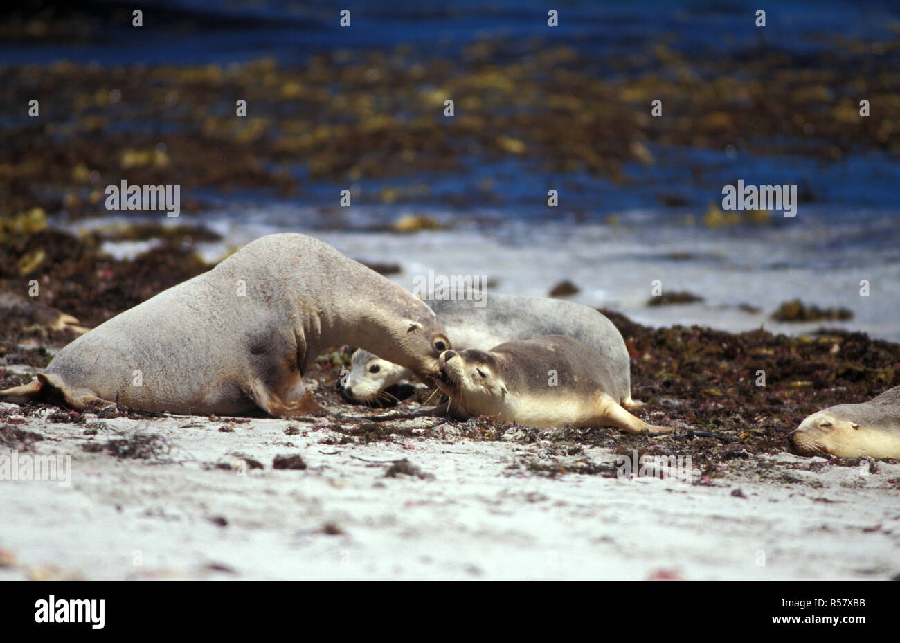 AUSTRALIAN SEA LIONS (NEOPHOCA CINEREA) ON THE BEACH, KANGAROO ISLAND