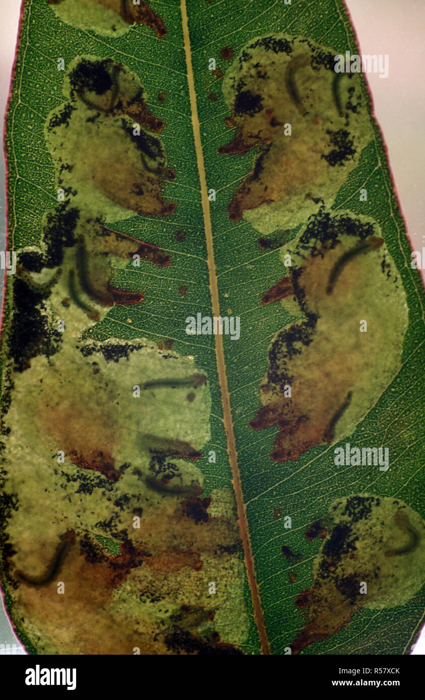 LEAF BLISTER SAWFLY LARVAE (PHYLACTEOPHA SPP) ON EUCALYPTUS Stock Photo