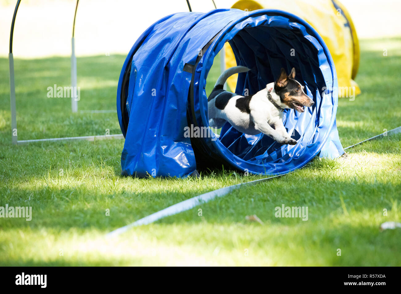 Dog, Jack Russell Terrier, running through agility tunnel Stock Photo