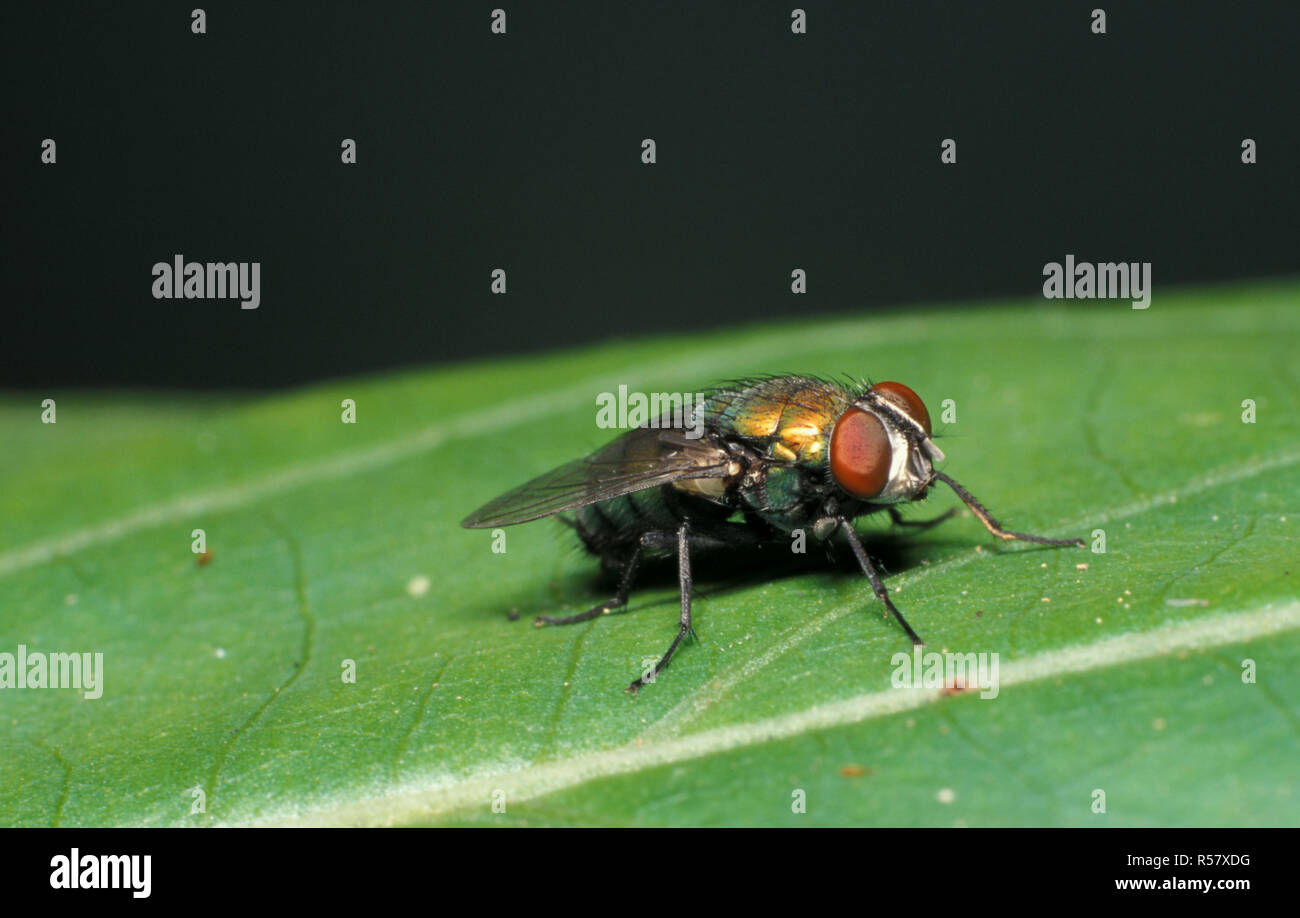 BLOWFLY (LUCILIA SP.) ADULT Stock Photo