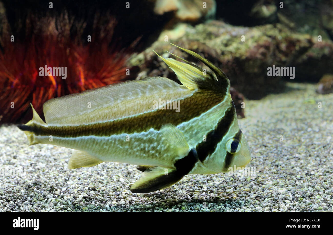 banded knighted fish equetus lanceolatus Stock Photo