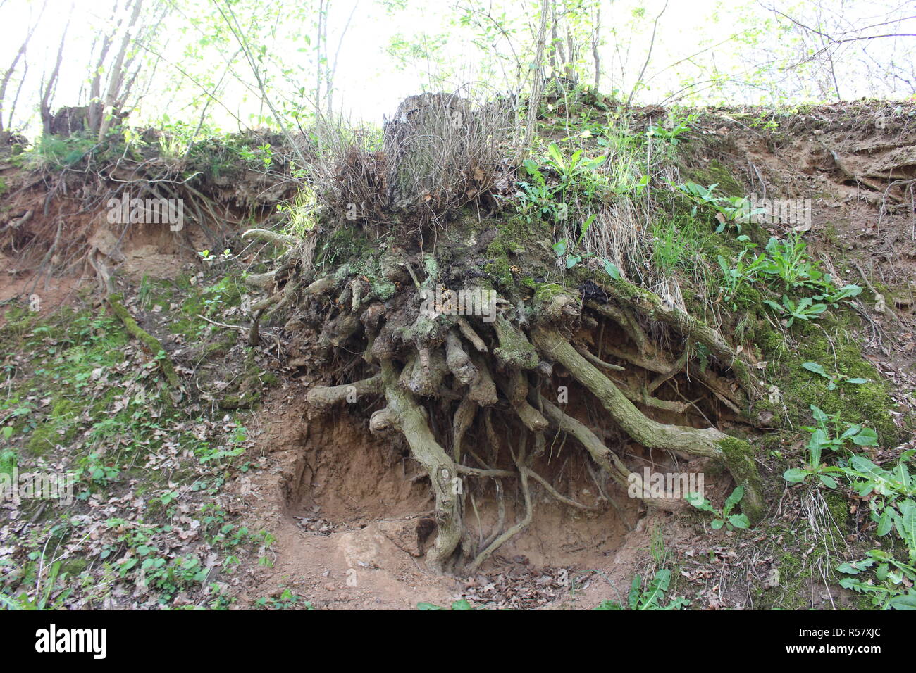 roots Stock Photo