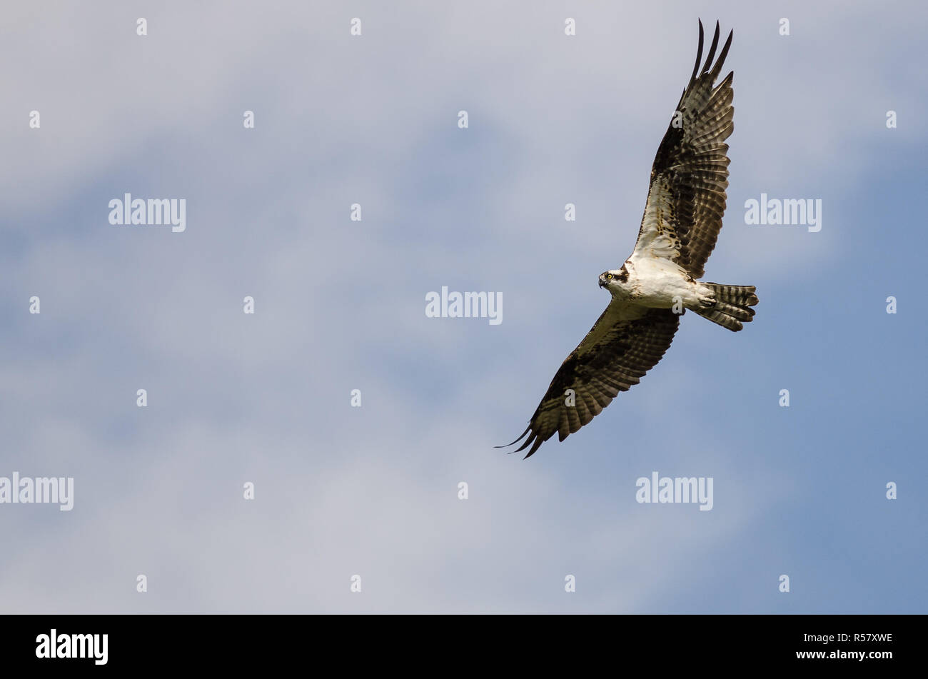 Lone Osprey Flying in a Blue Sky Stock Photo - Alamy