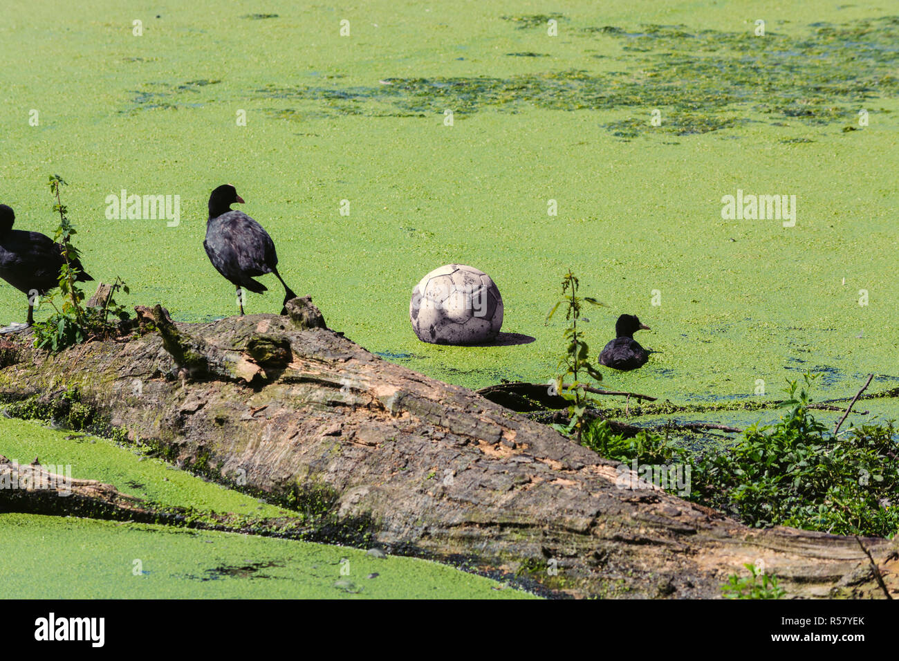 ducks and soccer in a pond Stock Photo
