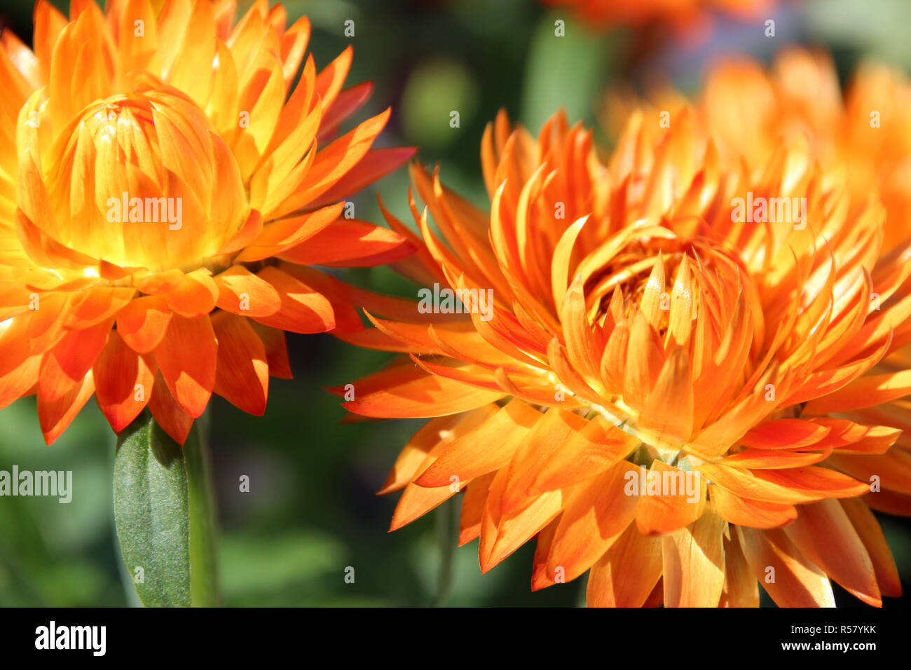 orange red straw flowers on balknon and terrace in summer Stock Photo