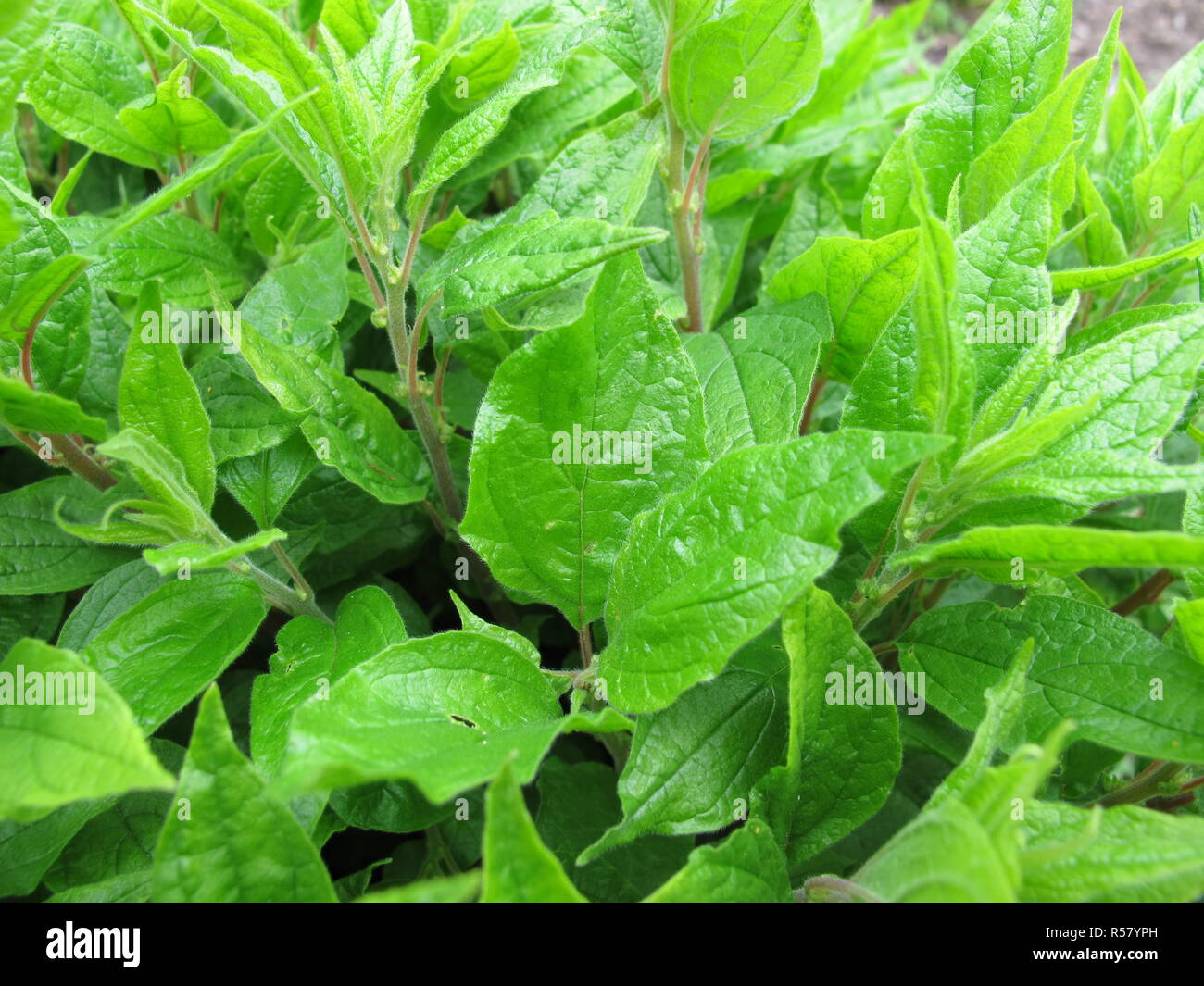 upright glasswort,parietaria officinalis Stock Photo