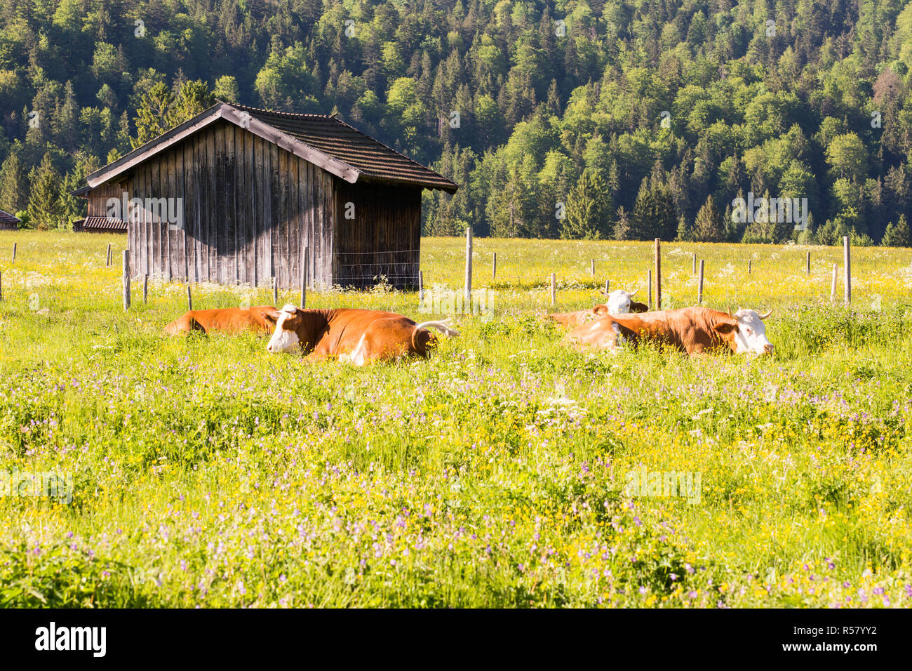 Organic farming wiht happy cows Stock Photo