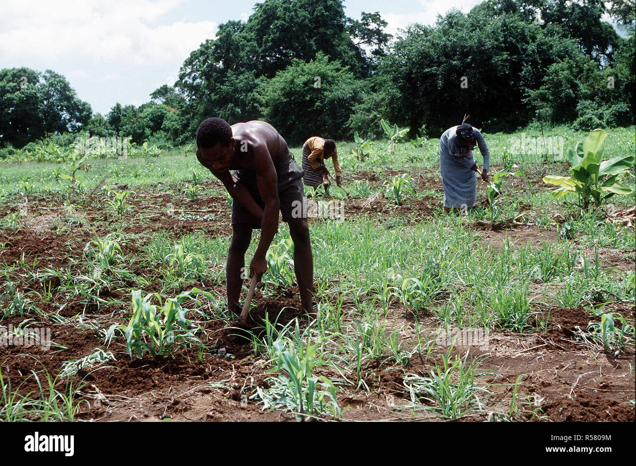 1993 - Somali farmers working in the fields in Kismayo, Somalia while U.S. Forces were in Somalia for Operation Continue Hope. Stock Photo