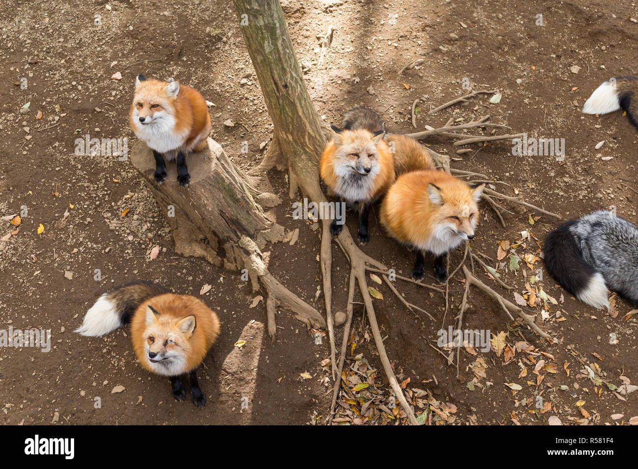 Many fox. Много лисиц. Лиса ищет еду. Группа лисиц. Чего боятся лисы.