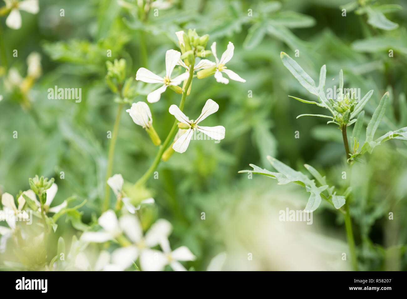 Eruca Sativa Flower High Resolution Stock Photography And Images Alamy