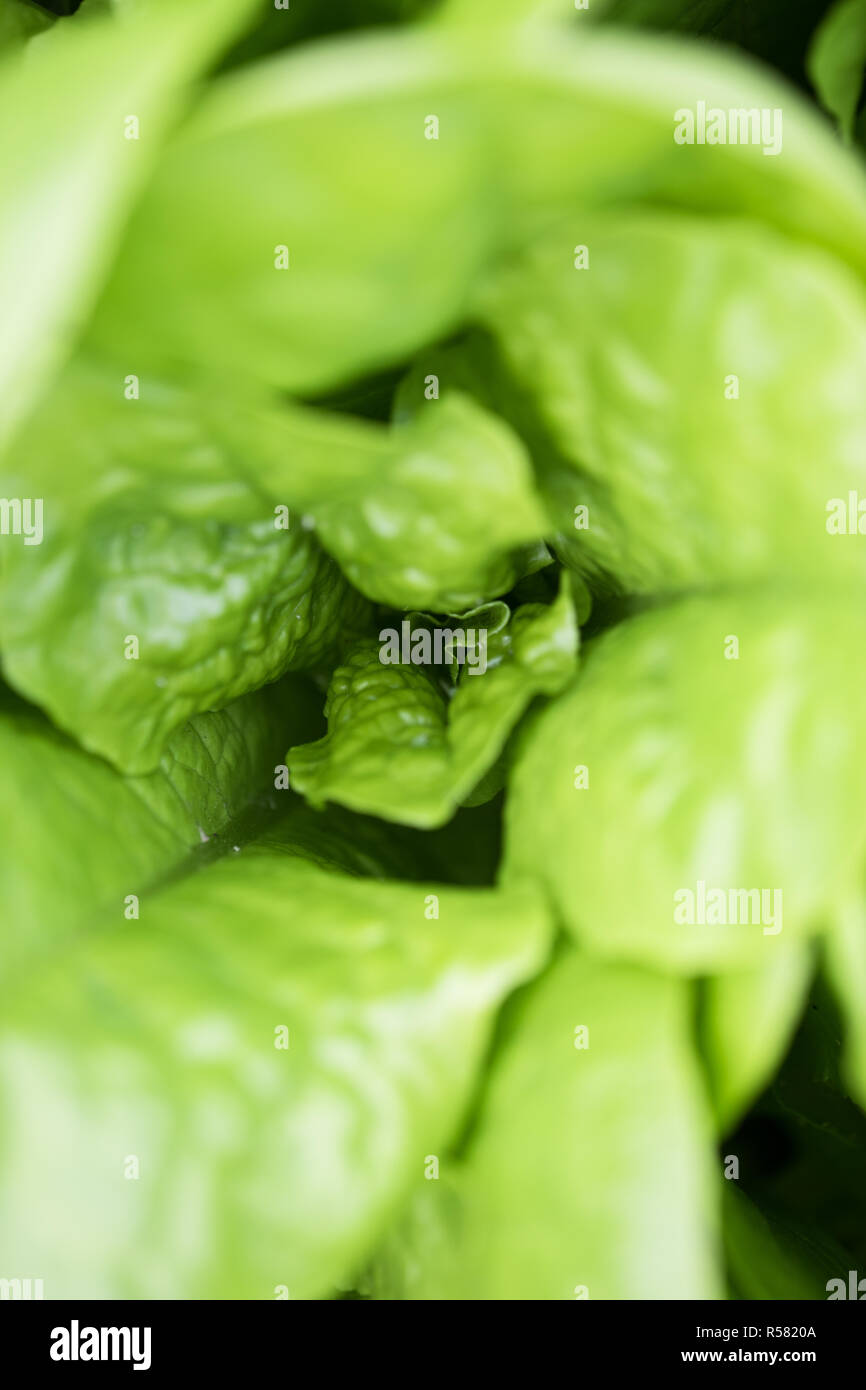 Fresh lettuce leaves, close up. Healthy organic food. Stock Photo