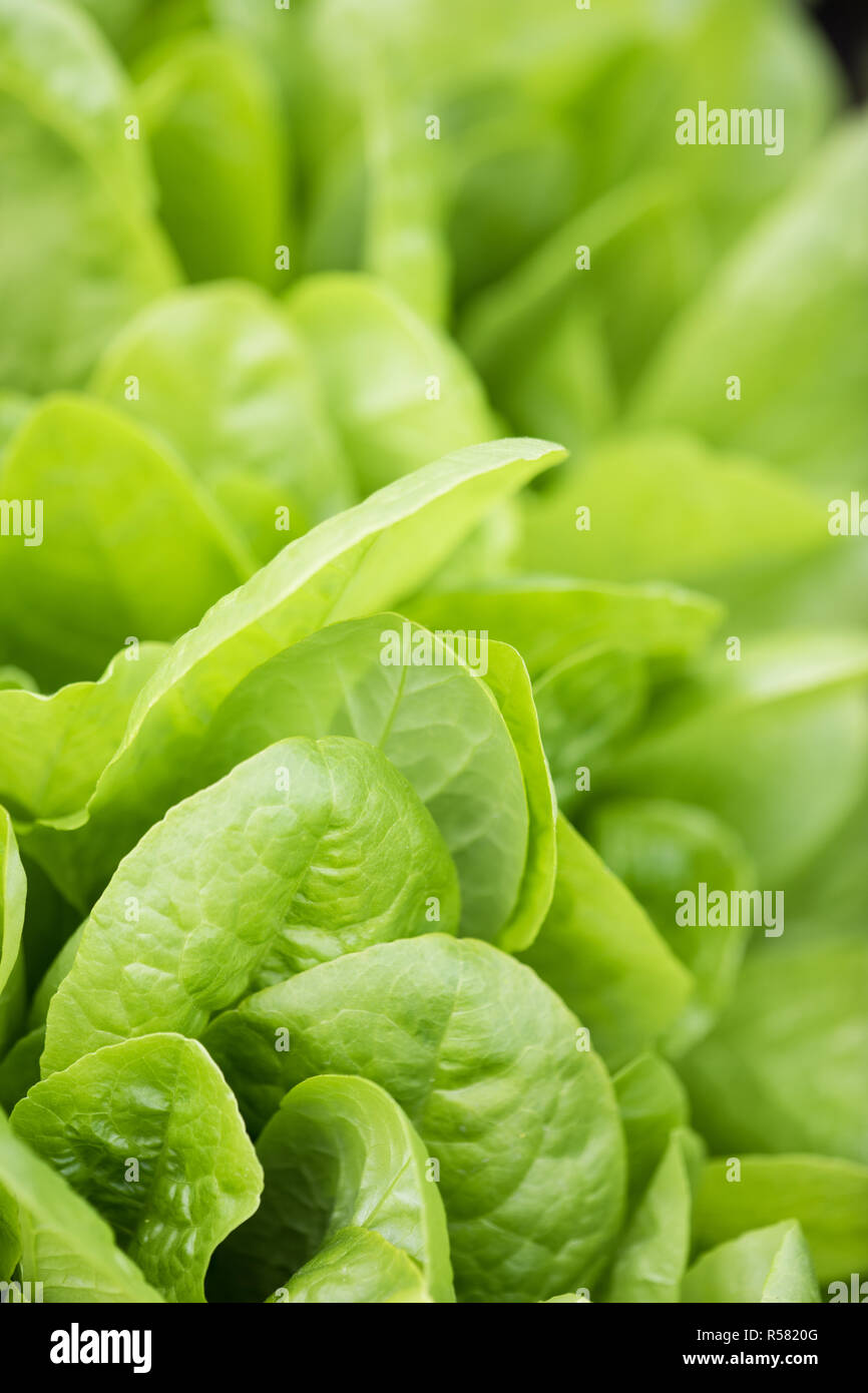 Fresh lettuce leaves, close up. Healthy organic food. Stock Photo