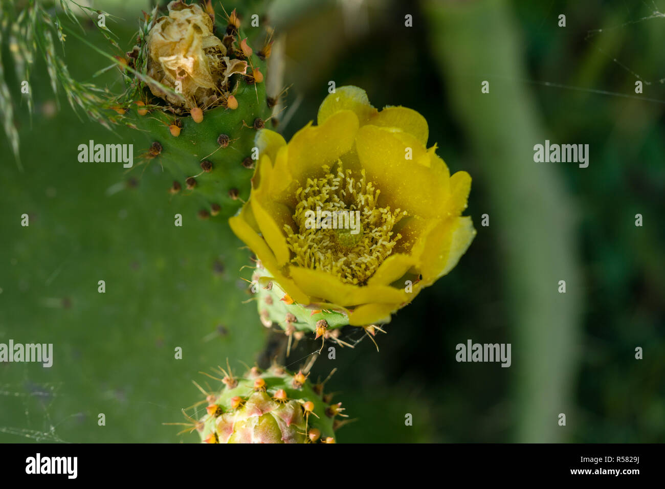 flowering prickly pear Stock Photo