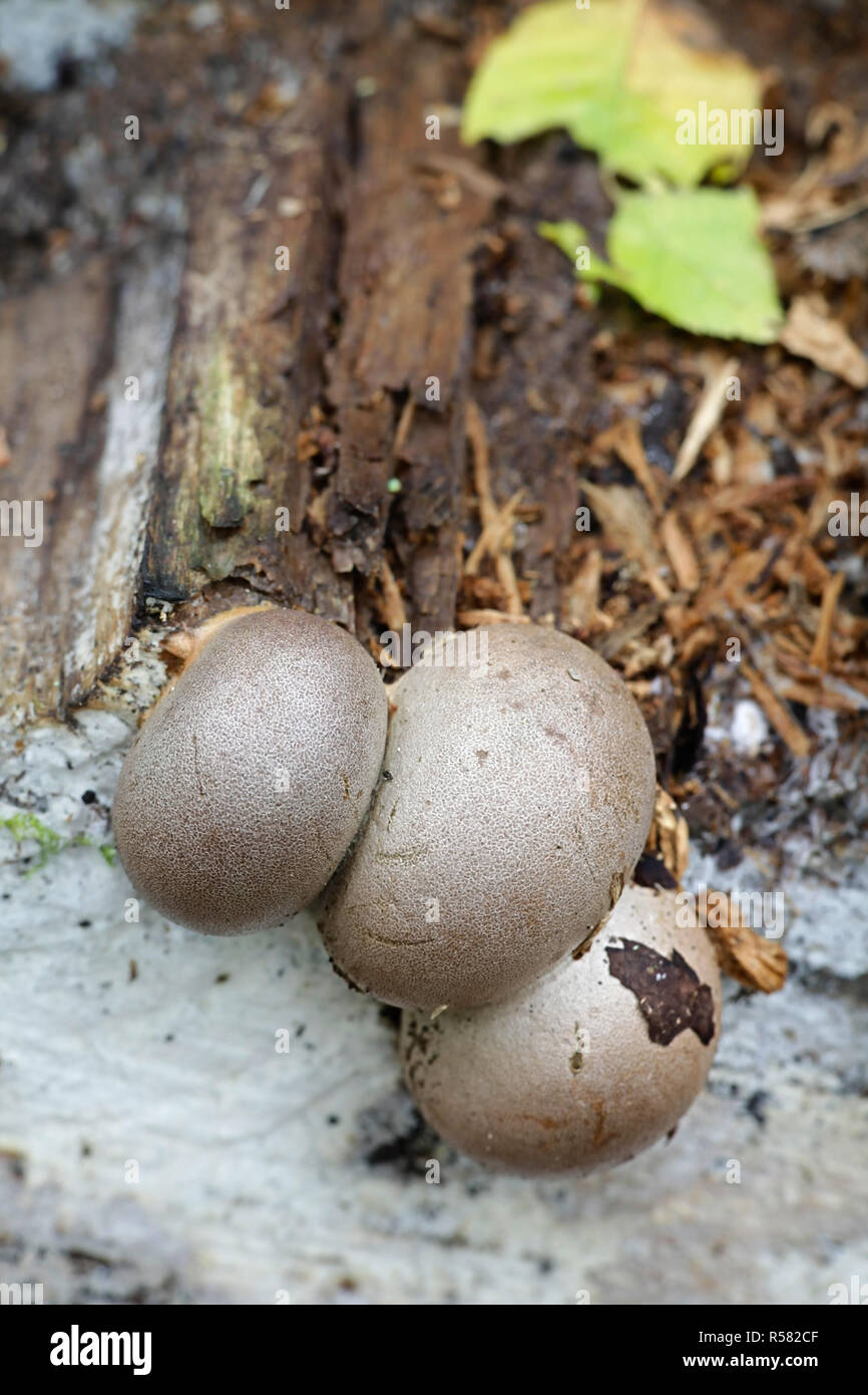 Great wolf's milk or groening's slime mold, Lycogala flavofuscum Stock Photo