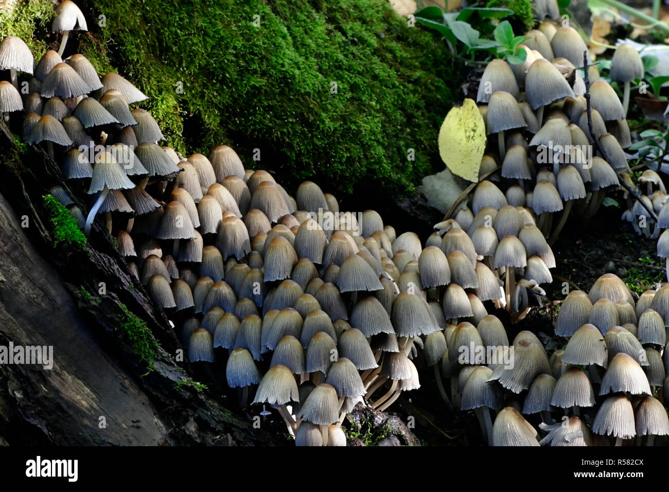 Coprinellus micaceus, Glistening Inkcap mushroom Stock Photo