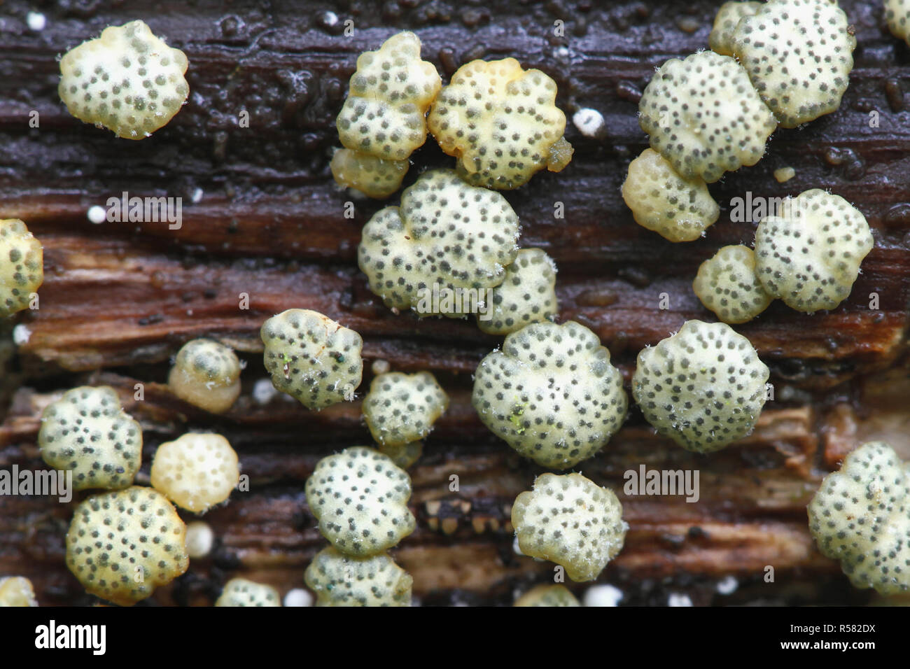 Green pimple-dotted jelly fungus, Hypocrea gelatinosa Stock Photo