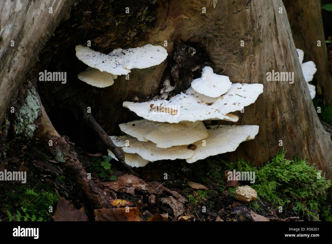 Poroid fungus, Climacocystis borealis Stock Photo