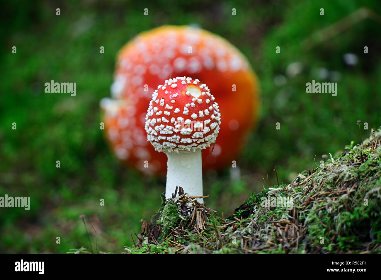 siberian-shamanism-hi-res-stock-photography-and-images-alamy