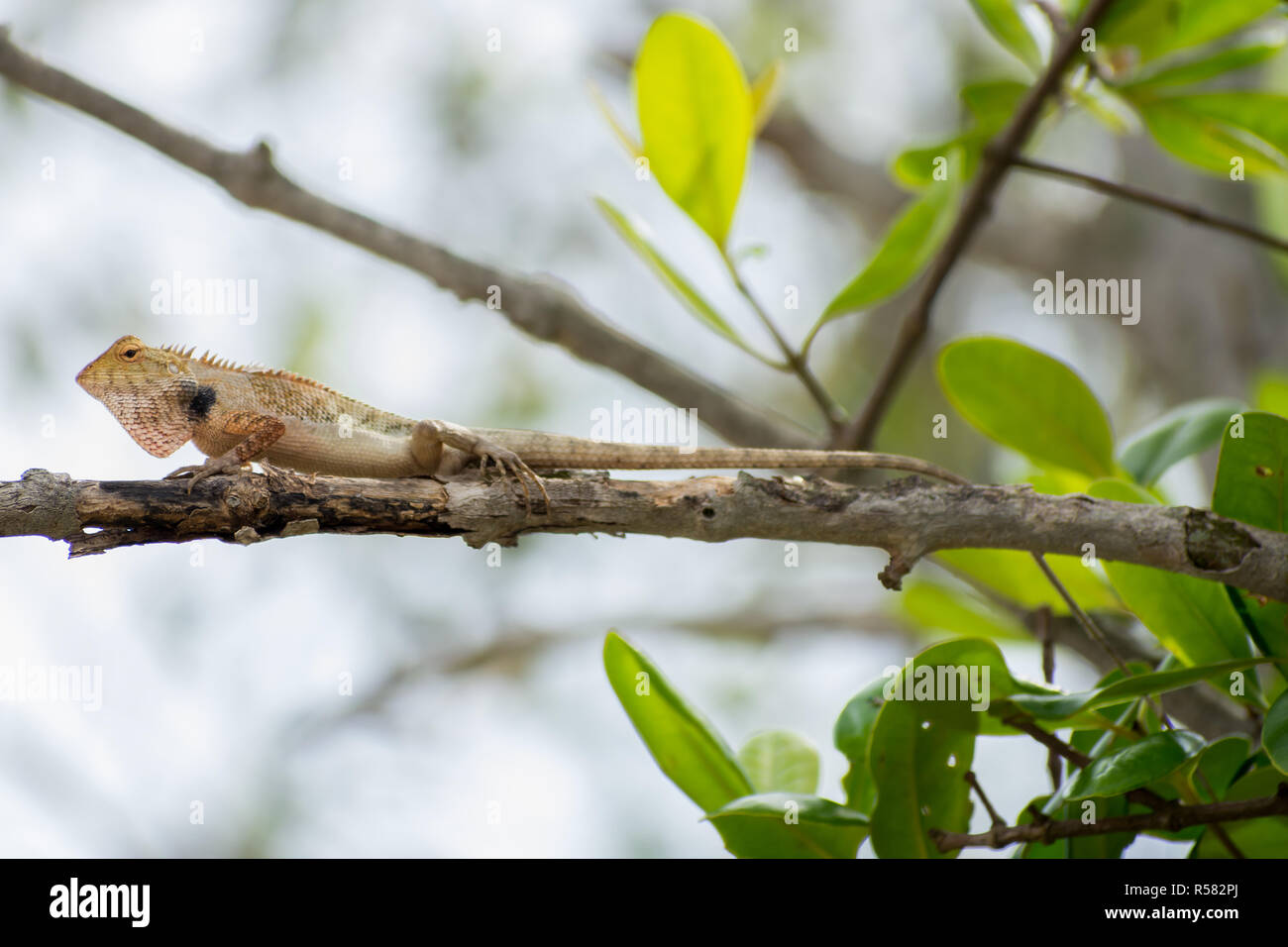 Young Brown Lizard on tree Stock Photo