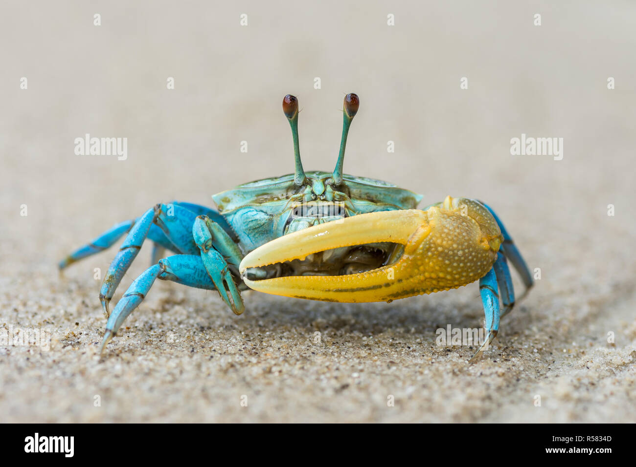 Beautiful blue crab with yellow claw Stock Photo Alamy