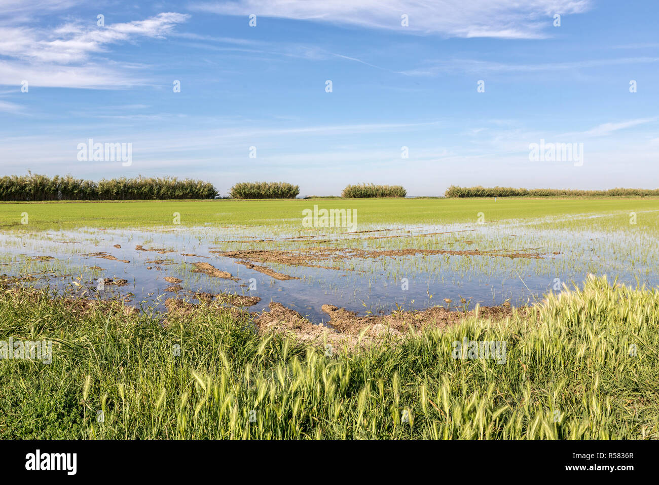 rice cultivation in camargue,southern france Stock Photo