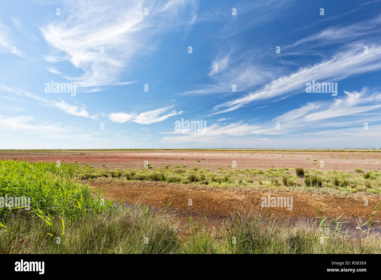 typical landscape in the southern camargue,southern france Stock Photo