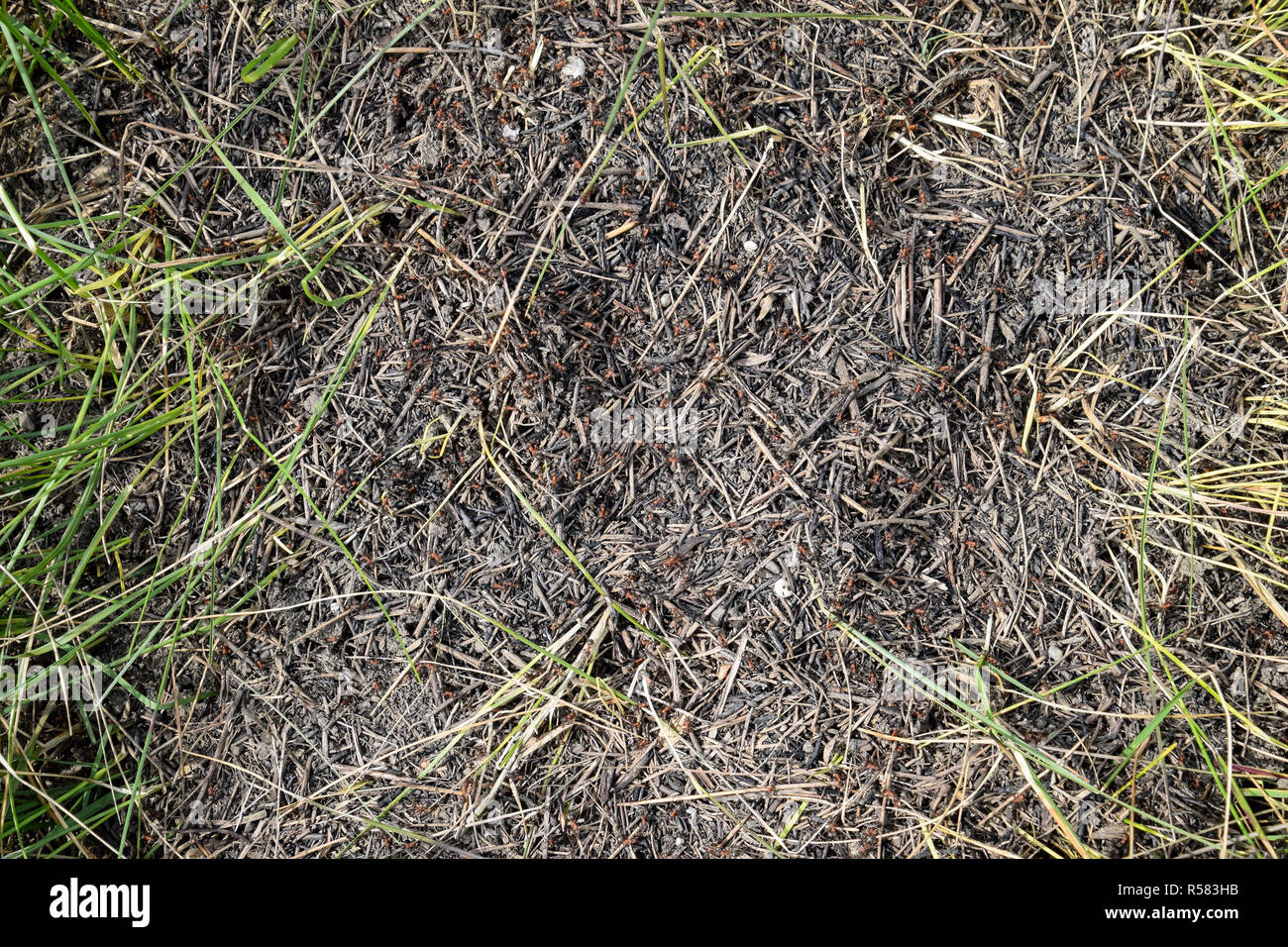 Ordinary ants on an anthill Stock Photo