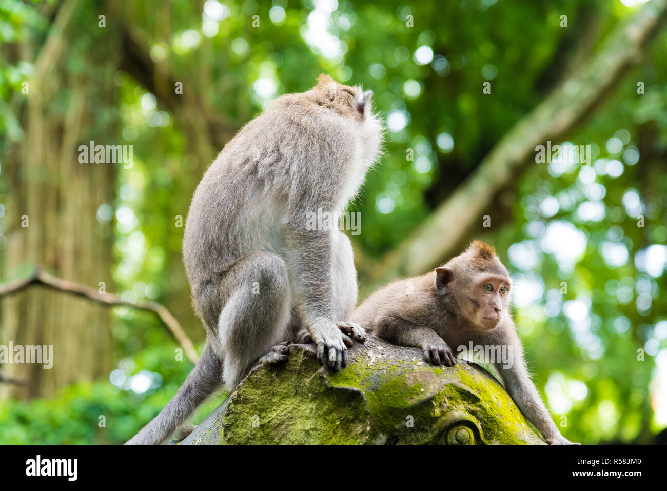 Macaque monkeys at Monkey Forest, Bali, Indonesia Stock Photo - Alamy