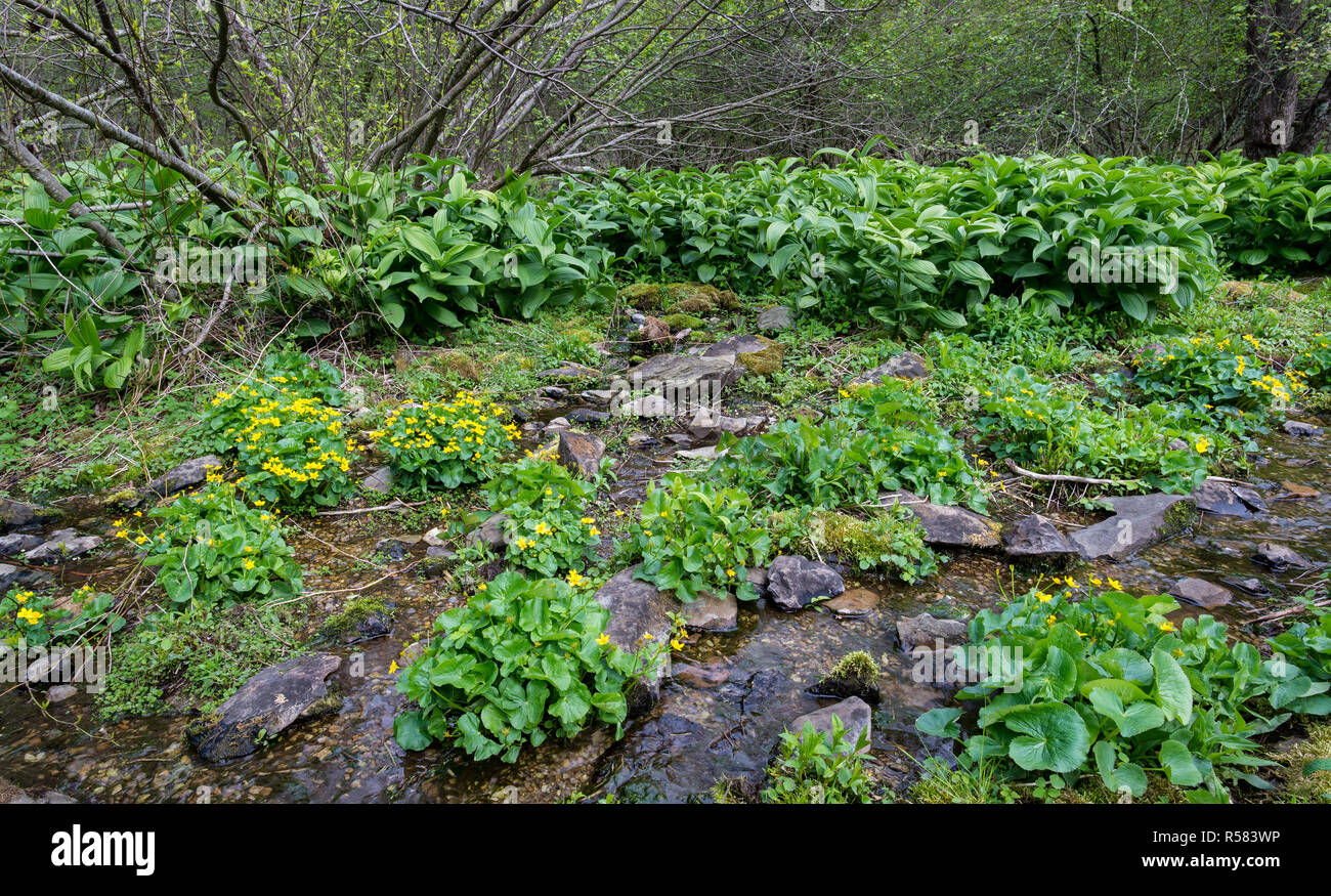 Marsh marigold (Caltha palustris), in foreground, and false hellebore (Veratrum viride), in background, growing along a small stream in Shenandoah Nat Stock Photo