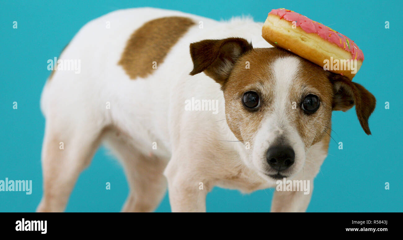 Funny dog with donut Stock Photo Alamy