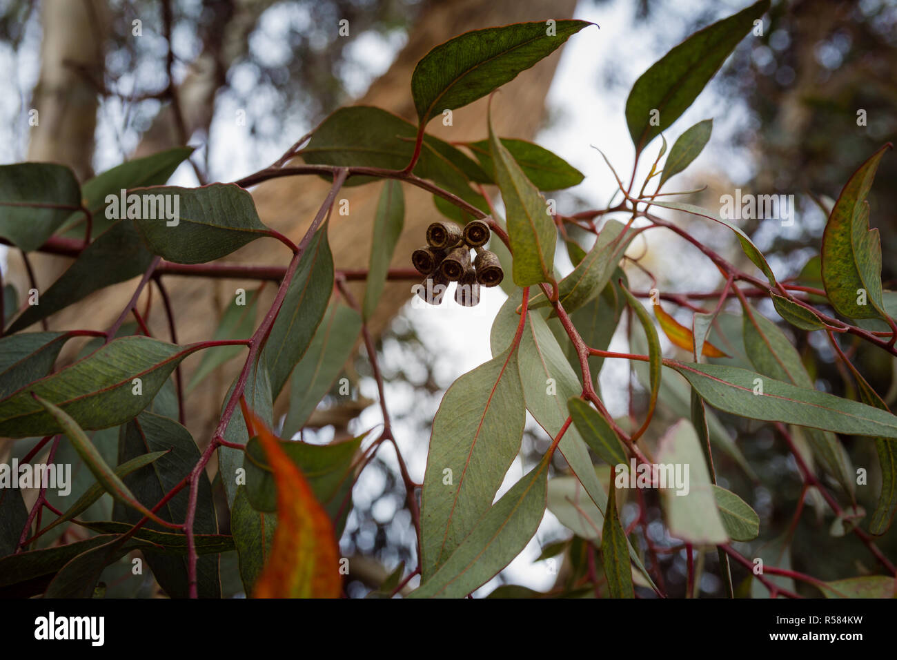 Close up on eucalyptus branch with flower buds Stock Photo
