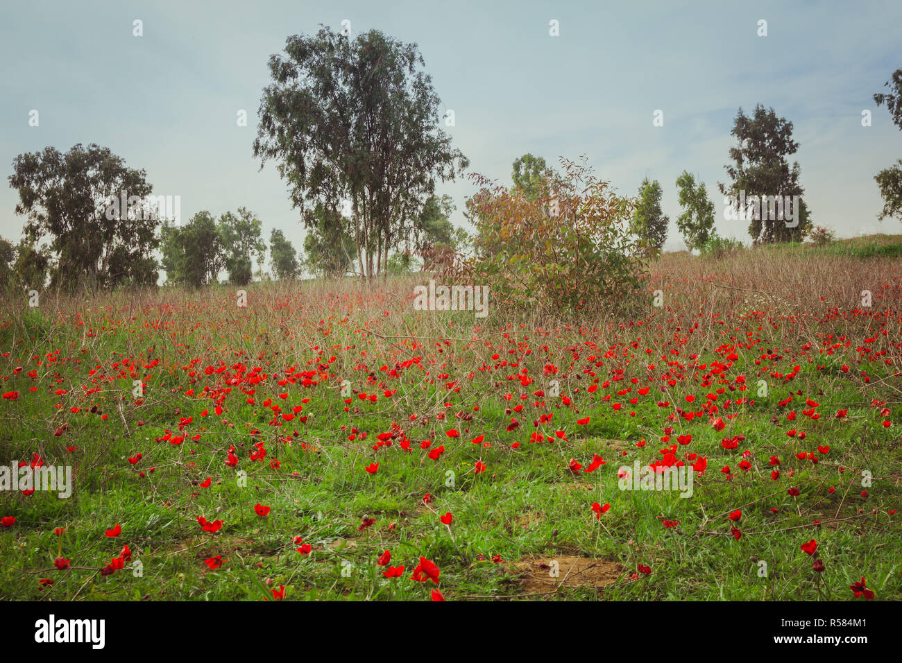 Unusual Poppy Colour High Resolution Stock Photography and Images - Alamy