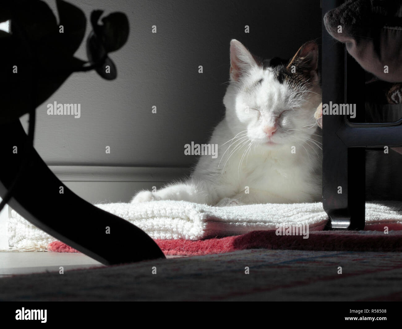 Kitty Cat Sleeping in a Quiet Corner Stock Photo - Alamy