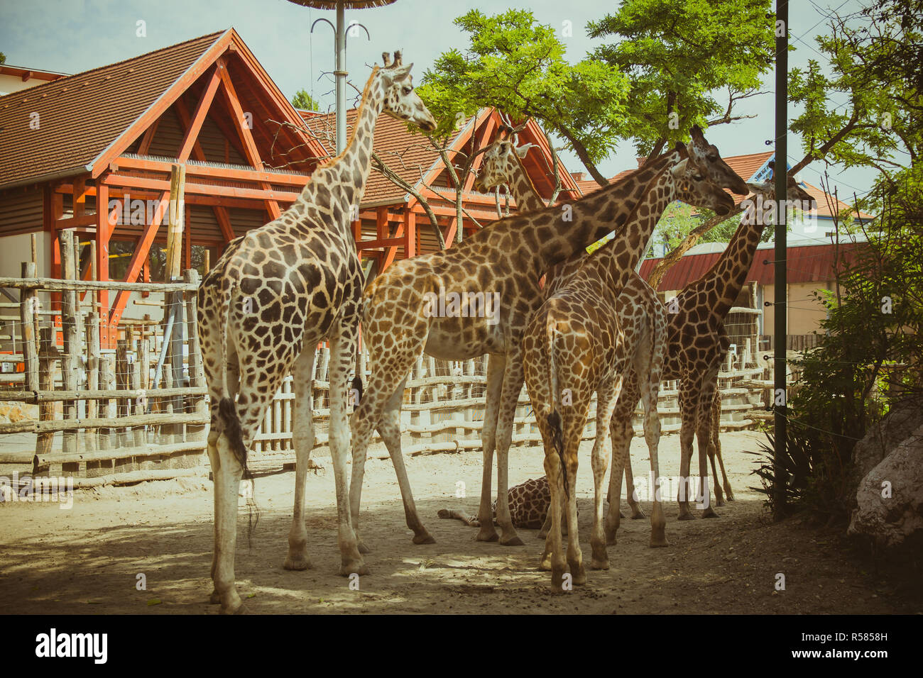Group of giraffes in the zoo Stock Photo Alamy