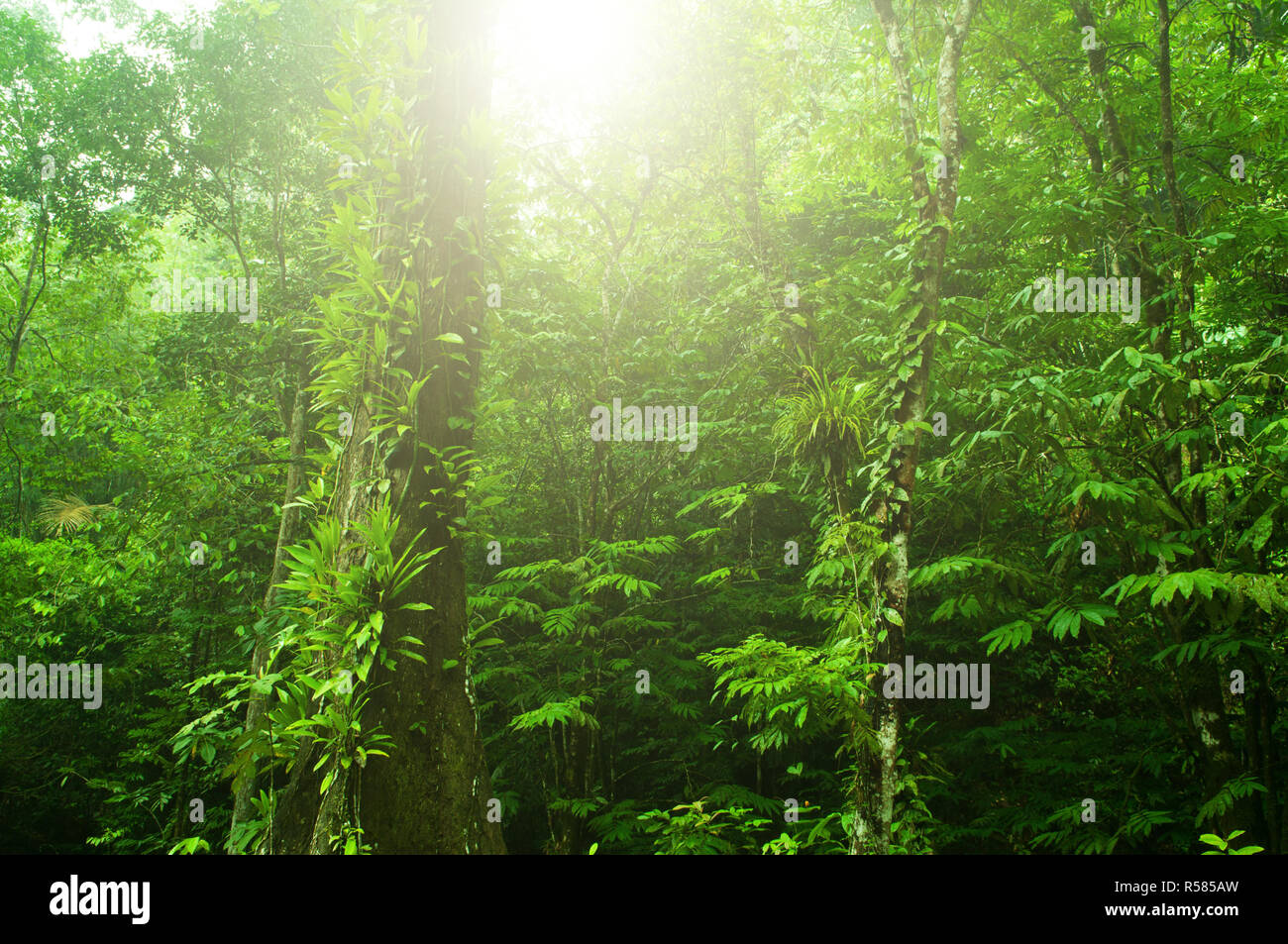 Tropical green forest Stock Photo - Alamy