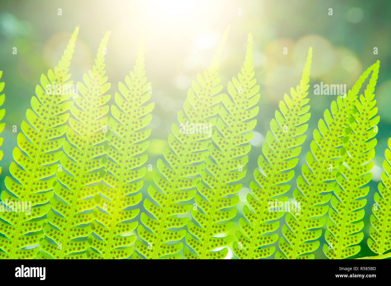 Close up fern leaf Stock Photo